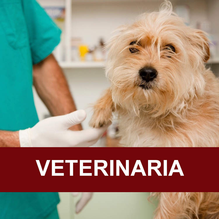 Veterinaria